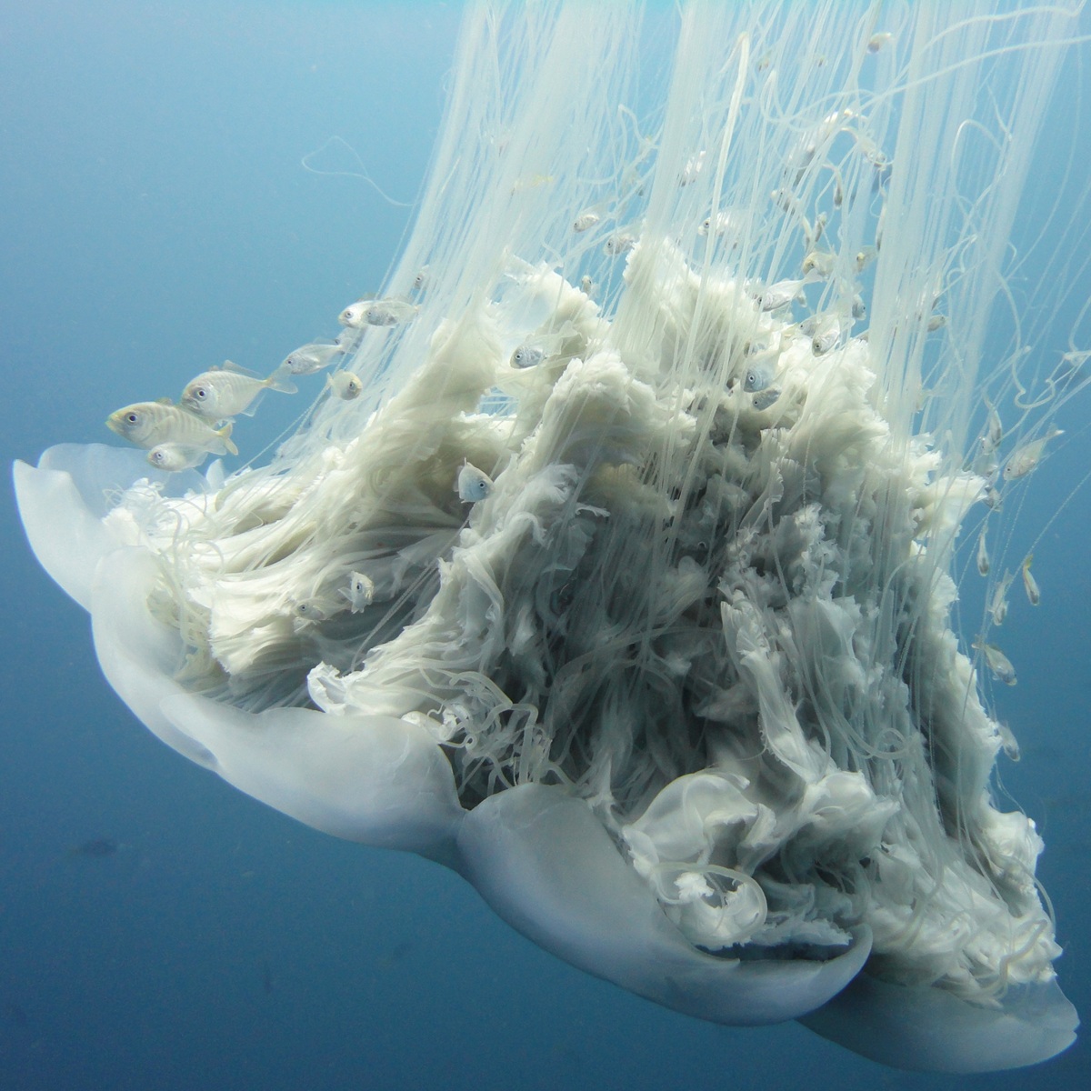 Underwater